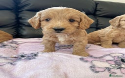 Cockapoo dogs for sale: Cockerpoo puppies - Image 3
