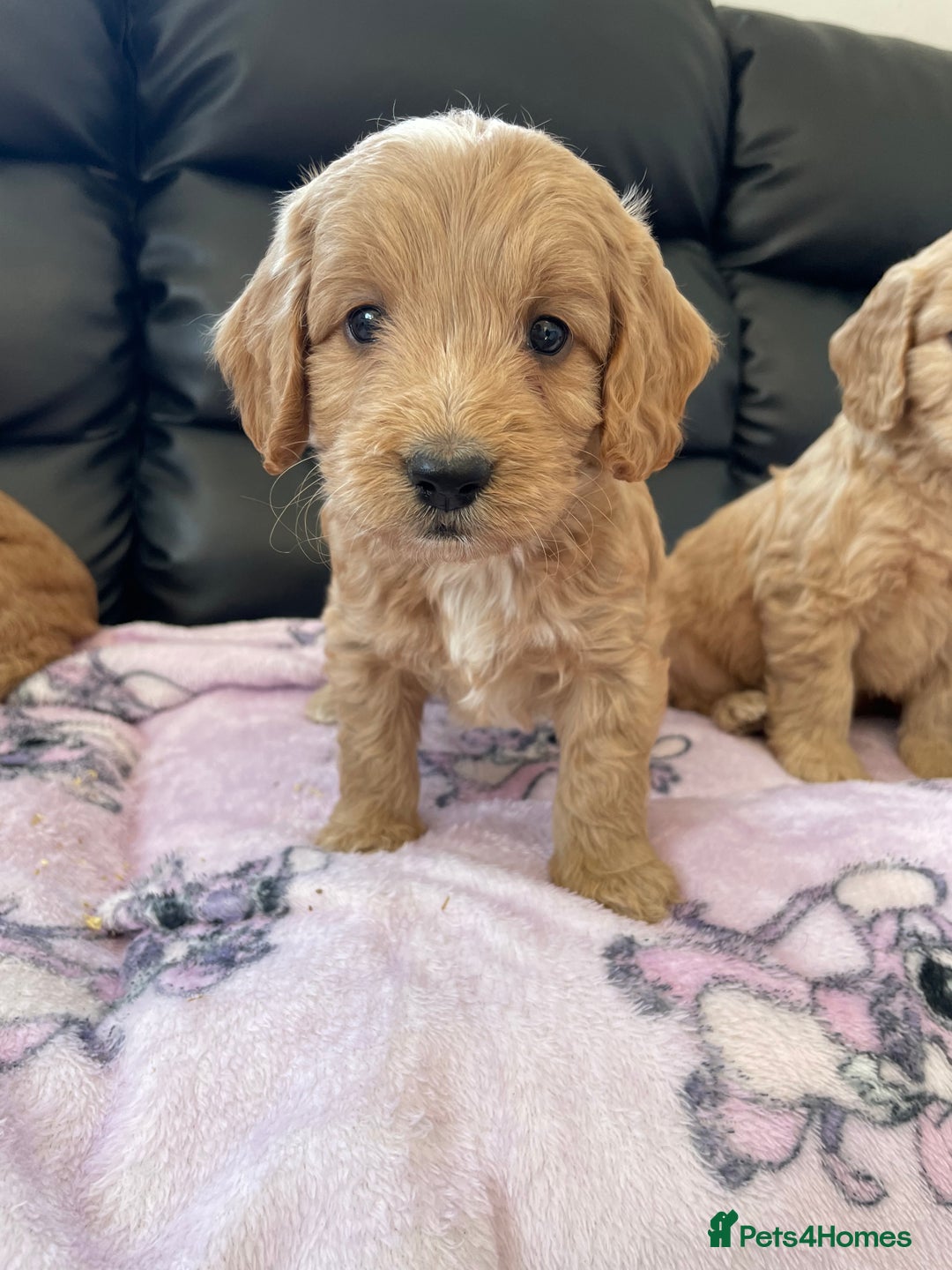 Cockapoo dogs for sale: Cockerpoo puppies - Image 3