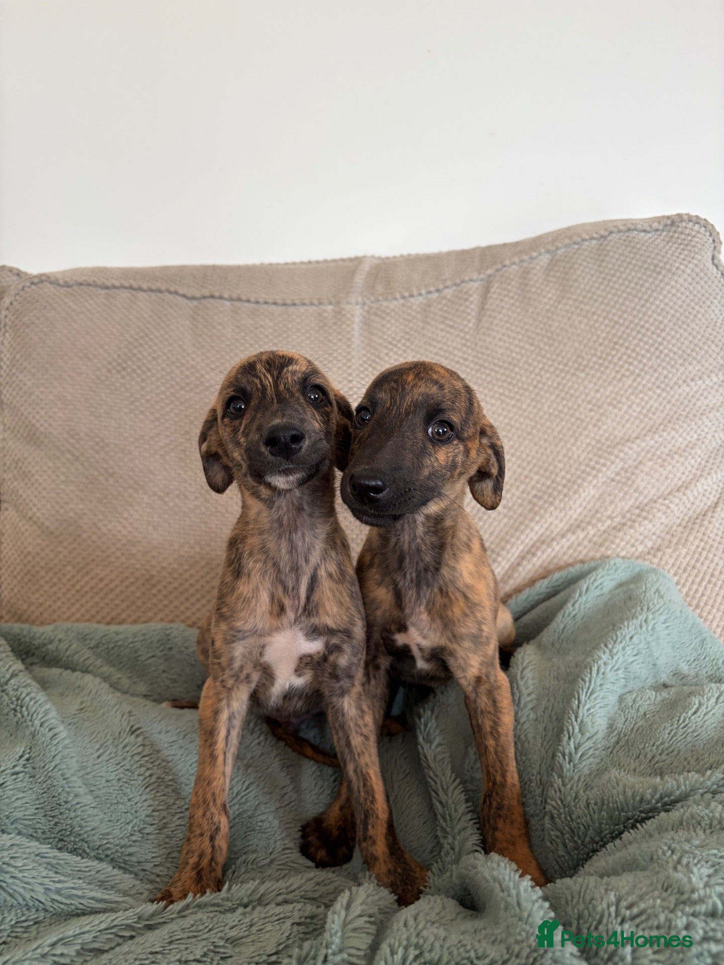 Whippet dogs Beautiful whippets- Last boy remaining  - Advert 2