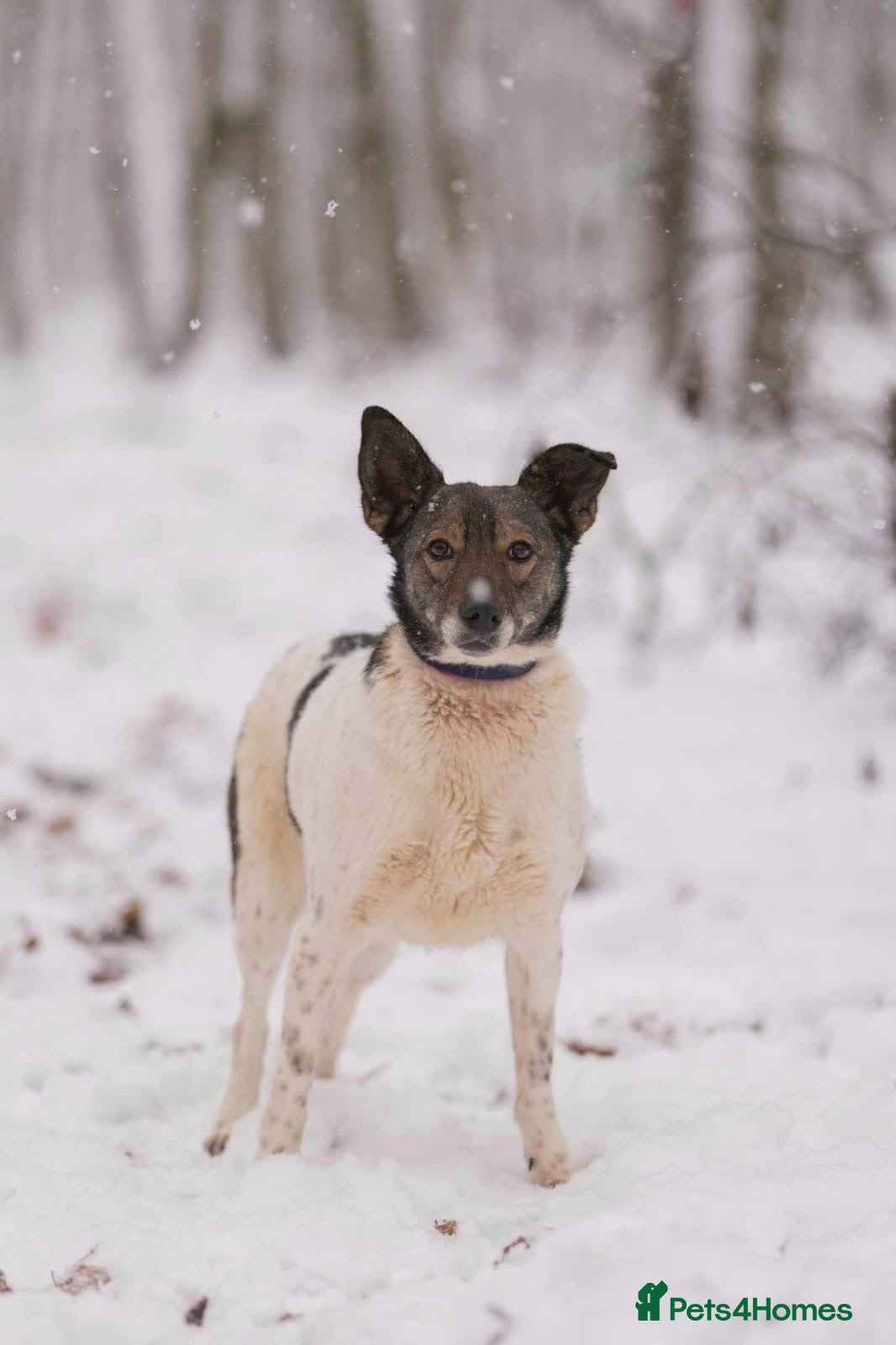 Mixed Breed dogs ❤️🐶 MARY – Smart, Devoted And Full Of Life 🐶❤️ - Advert 4