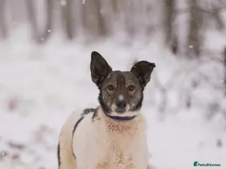 Mixed Breed dogs ❤️🐶 MARY – Smart, Devoted And Full Of Life 🐶❤️ - Advert 4