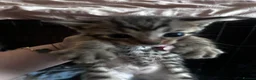 Bengal cats for sale: Bengal kittens for sale  - Advert 3