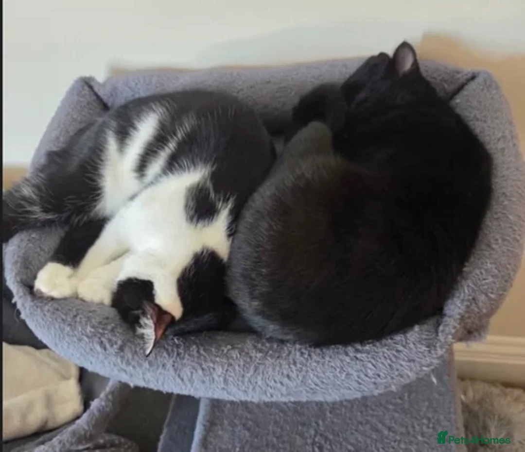 Domestic Shorthair cats for adoption: Raven - Image 2