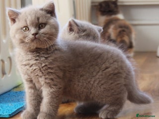 British Shorthair cats 🏆 GCCF Registered British Shorthair Male - Advert 13