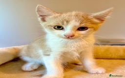 Mixed Breed cats for sale: Beautiful kittens for sale - Image 7