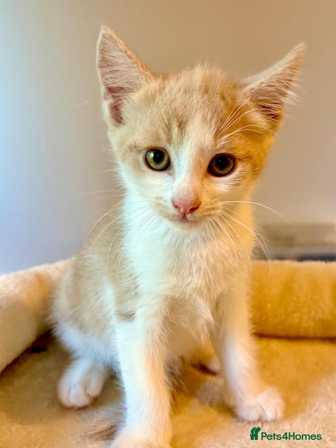 Mixed Breed cats for sale: Beautiful kittens for sale - Image 7