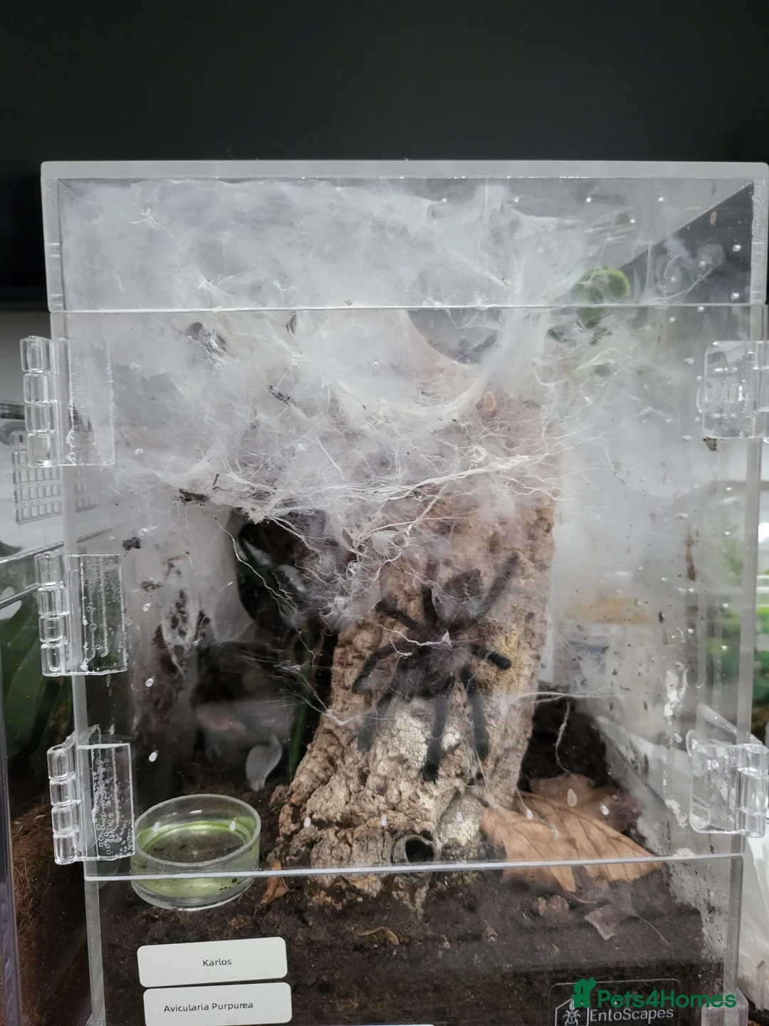 Tarantulas invertebrates for sale: MM Avicularia Purpurea - Advert 4