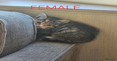 Mixed Breed cats - Advert 2