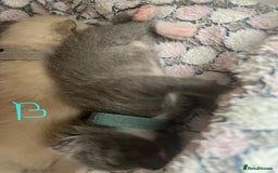 Ragdoll cats for sale: Ragdoll X Sphynx kittens  - Image 10