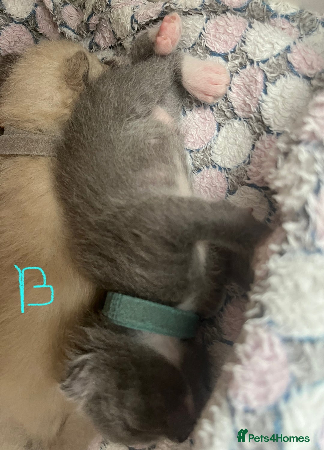 Ragdoll cats for sale: Ragdoll X Sphynx kittens  - Image 10