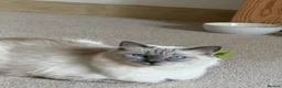 Ragdoll cats for sale: Blue point ragdolls ❤️ - Advert 1
