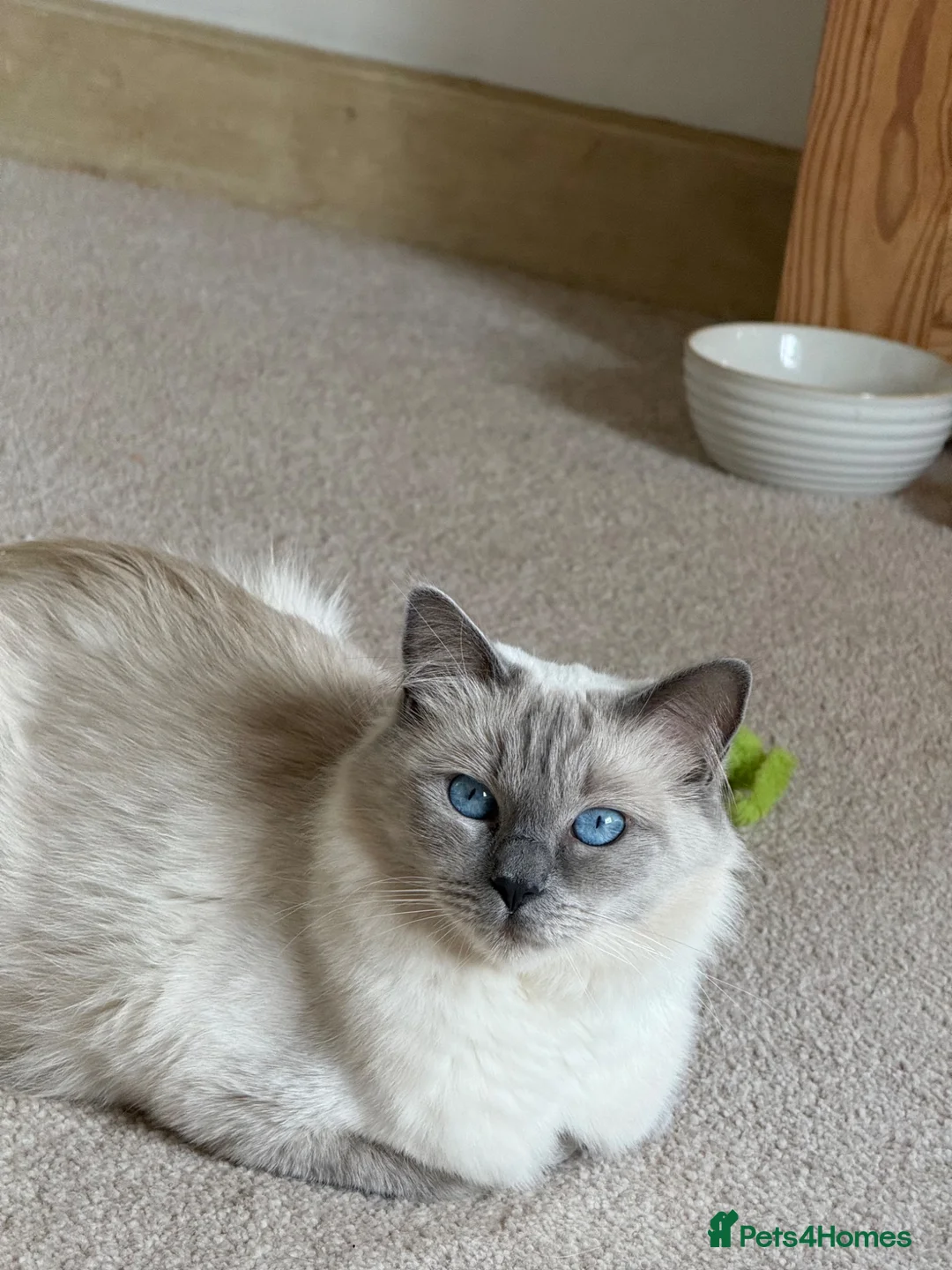 Ragdoll cats for sale: Blue point ragdolls ❤️ - Advert 1