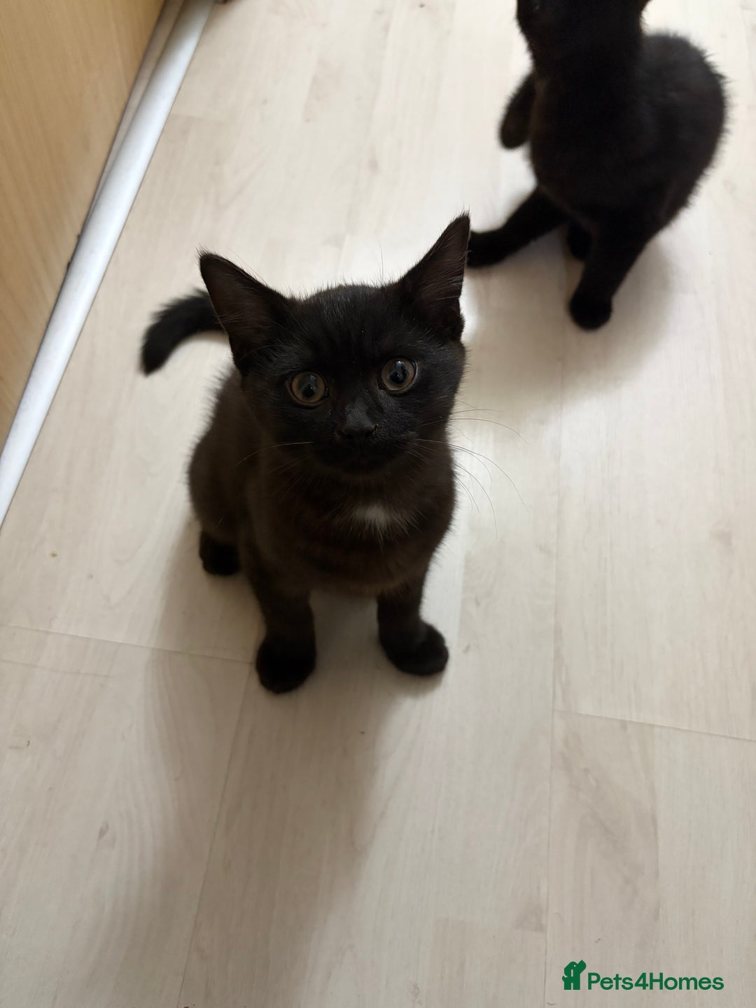 Mixed Breed cats for sale: British Short Hair and Tuxedo Cat Mix Breed  - Advert 14