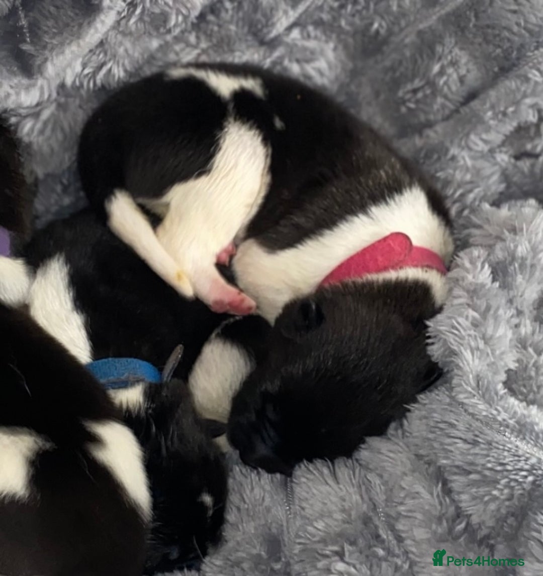 Akita dogs for sale: Beautiful American Akita Puppies  - Advert 32