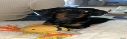 Miniature Dachshund dogs for stud: Black and Tan smooth haired miniature dachshund - Advert 3