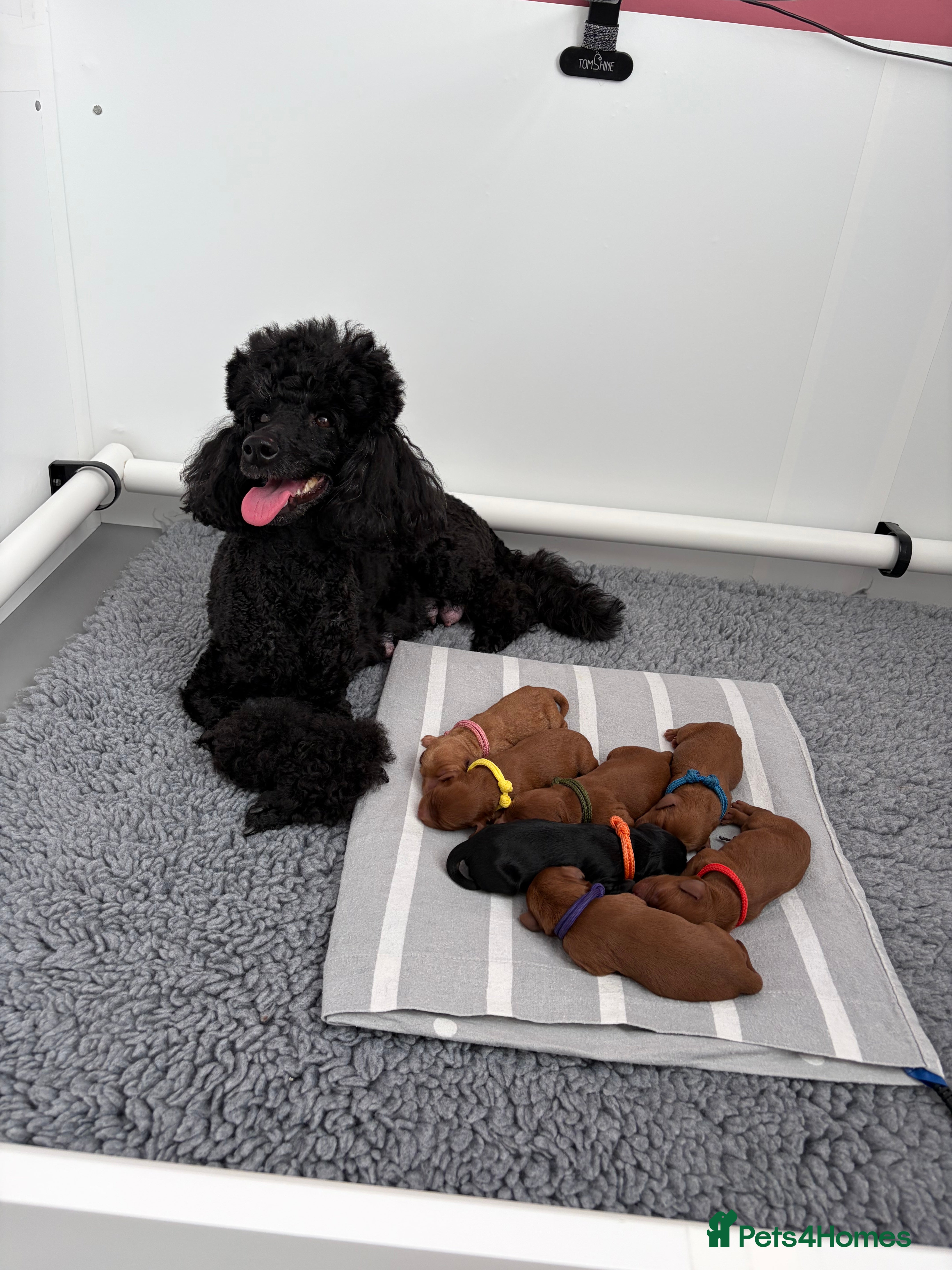 Cavapoo dogs 1 Red Girl Left - Health Tested Cavapoo Puppies - Advert 16