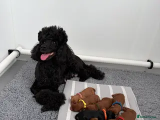 Cavapoo dogs 1 Red Girl Left - Health Tested Cavapoo Puppies - Advert 16