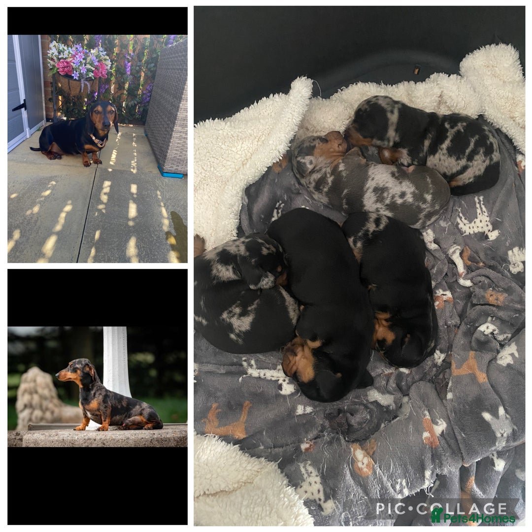 Miniature Dachshund dogs for sale: Miniture dachshund puppies  - Advert 9