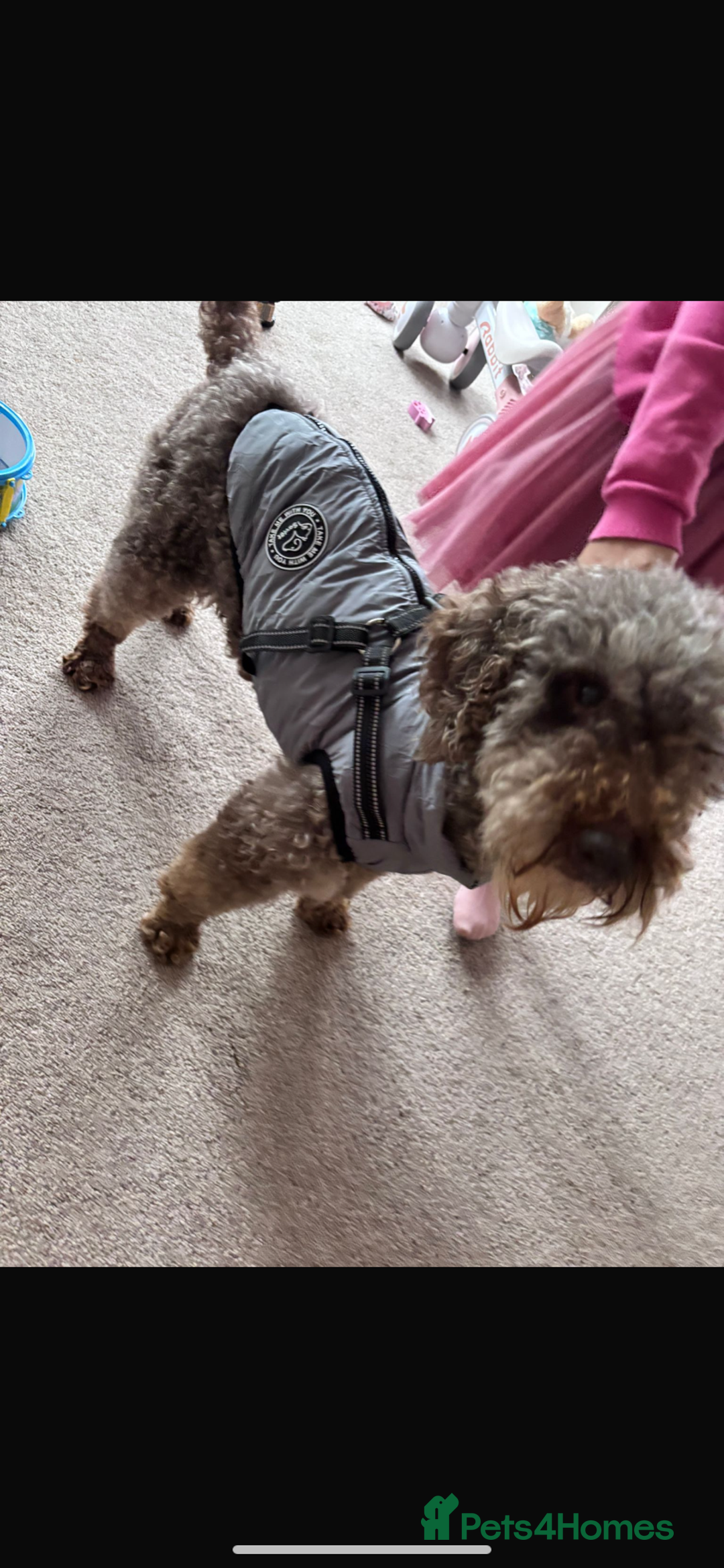 Miniature Poodle dogs for sale: Mini poodle male  - Advert 3