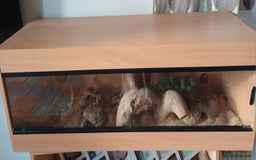 Corn Snake reptiles for sale: Corn snake and vivarium  - Advert 3