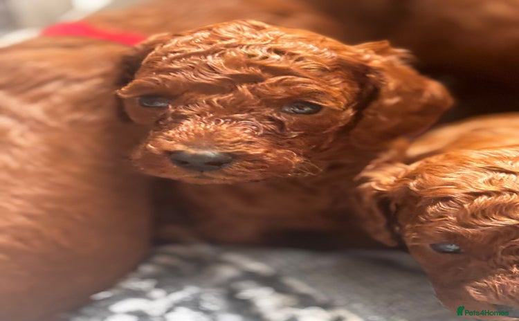 Toy Poodle dogs - Advert 11
