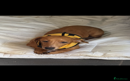 Miniature Dachshund dogs for sale: two gorgeous miniature dachshund puppies - Image 10