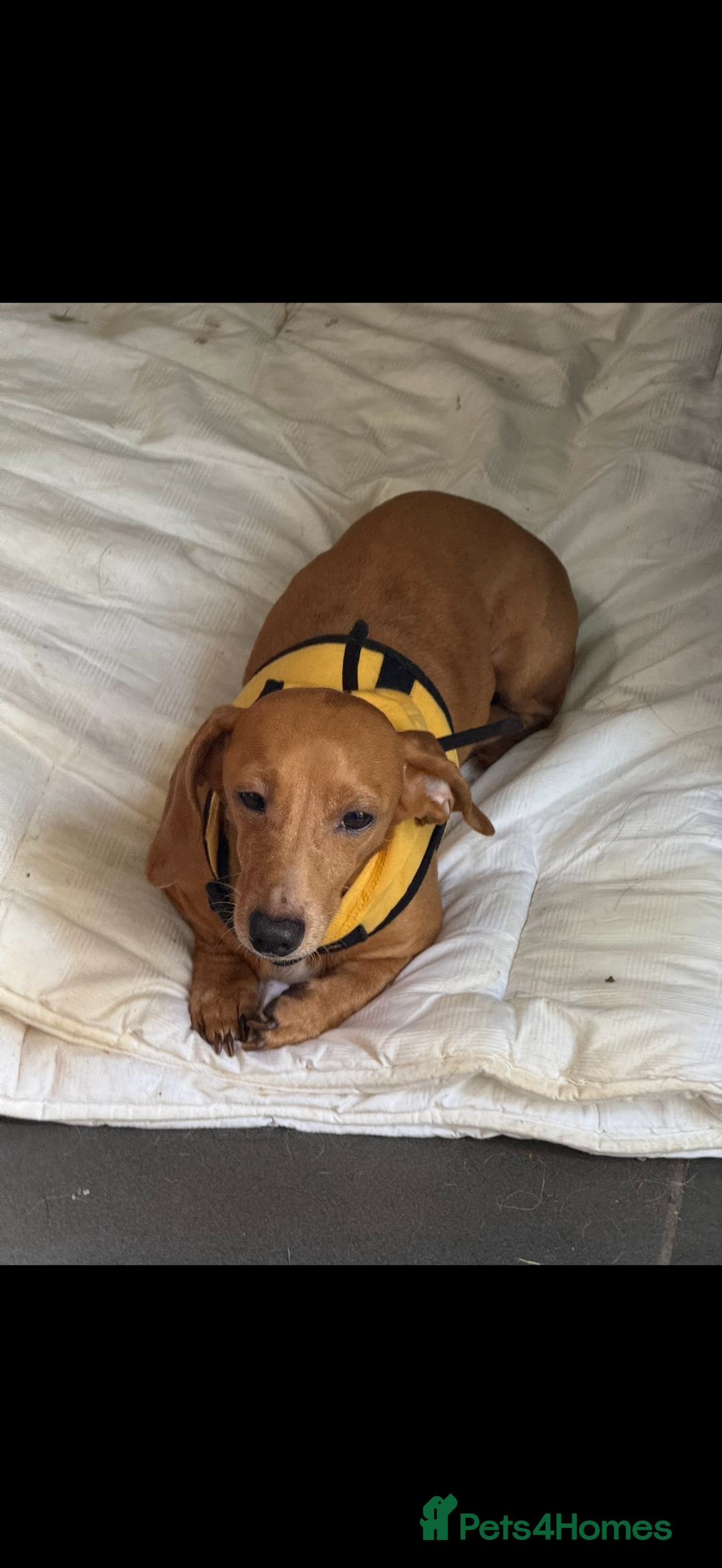 Miniature Dachshund dogs for sale: two gorgeous miniature dachshund puppies - Image 10