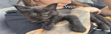 Willow 