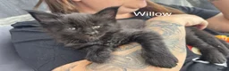 Maine Coon cats for sale: Tica Registered Stunning MaineCoon Kittens in Witney - Advert 19