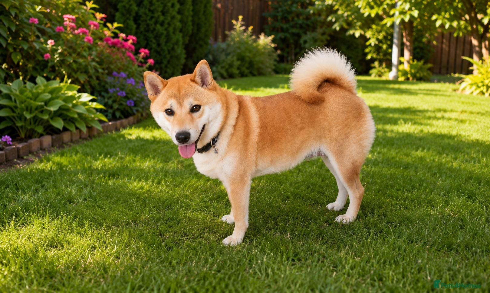 Japanese Shiba Inu dogs Girl shiba inu - Advert 2