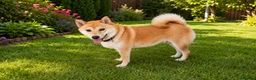 Japanese Shiba Inu dogs for sale: Girl shiba inu - Advert 1