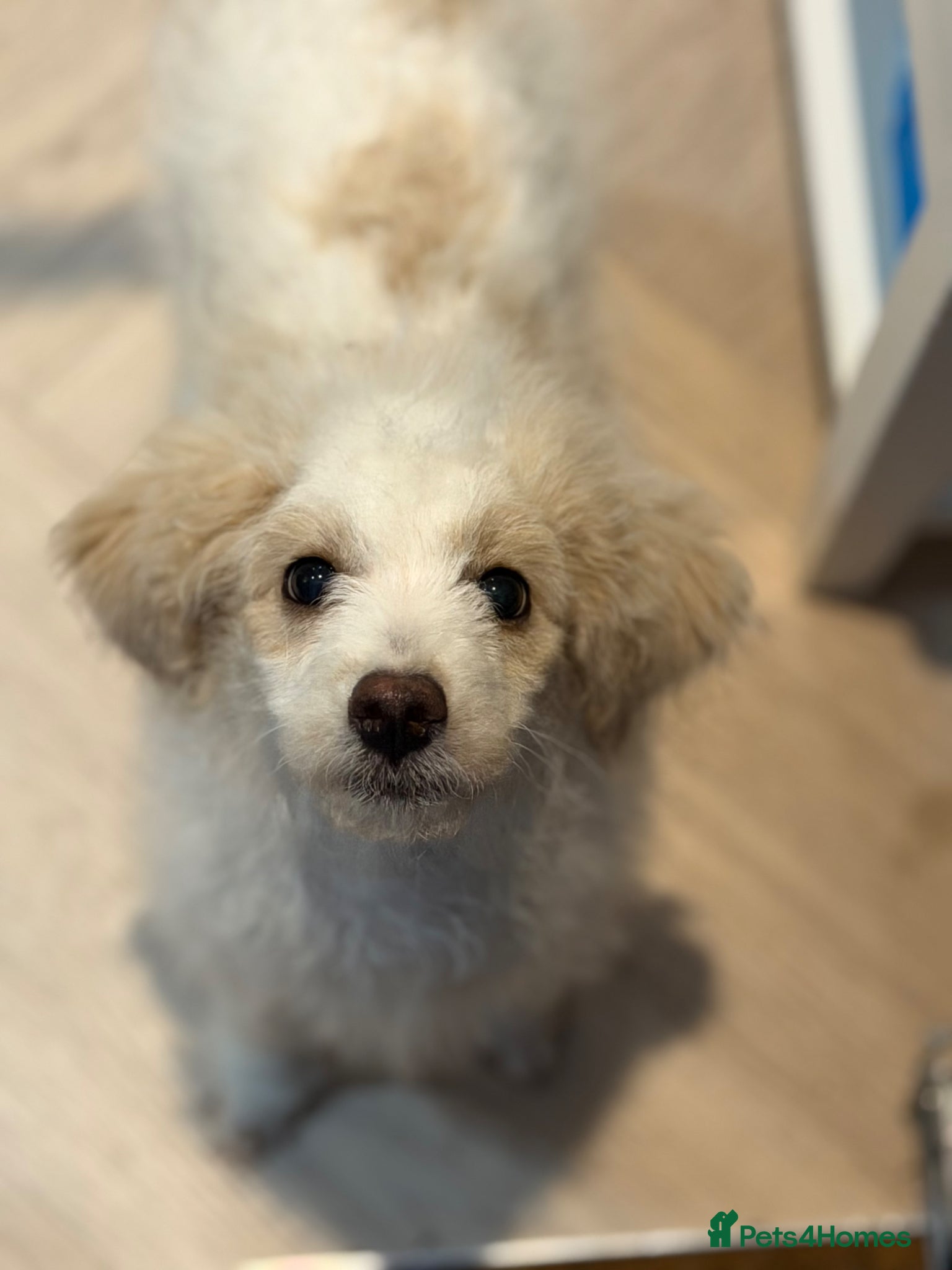 Cavapoochon dogs Gorgeous last boy fully vaccinated.  - Advert 8