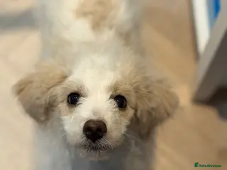 Cavapoochon dogs Gorgeous last boy fully vaccinated. - Advert 8