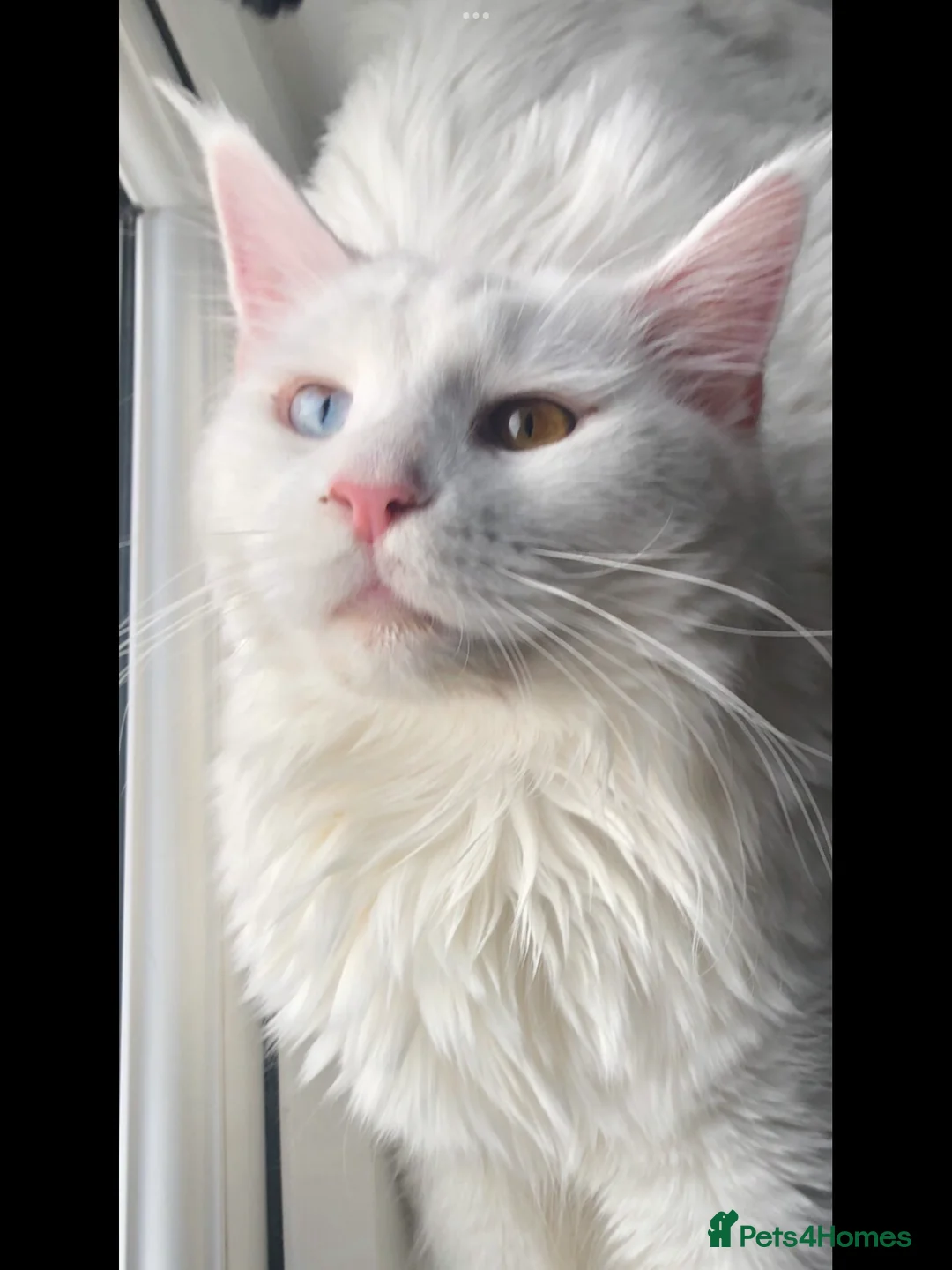 Maine Coon cats for sale: Beautiful GCCF Maine Coons  - Advert 17