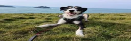 Mixed Breed dogs for adoption: Meet Baxter, currently residing in Cornwall  in Newquay - Advert 4