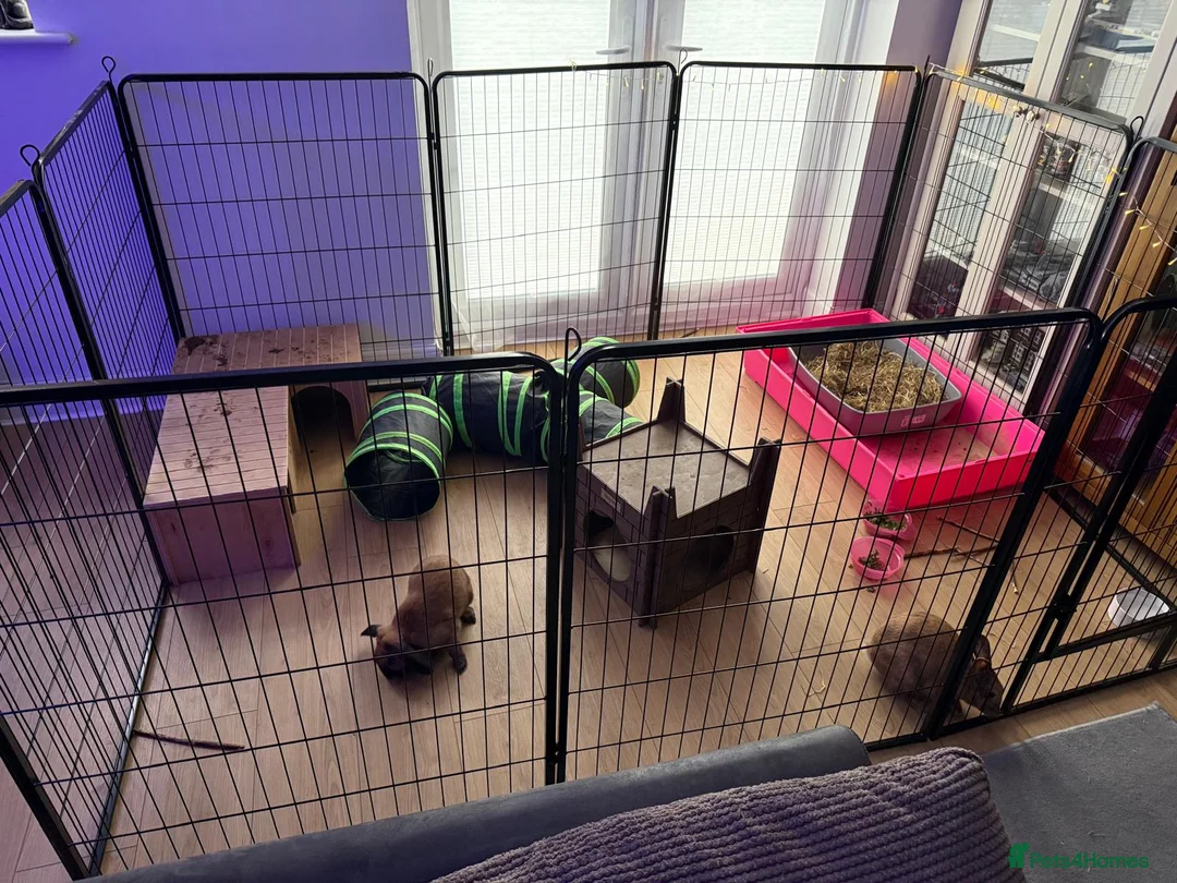 Mixed Breed rabbits for sale: 2 gorgeous bunnies in need of rehoming - Advert 7