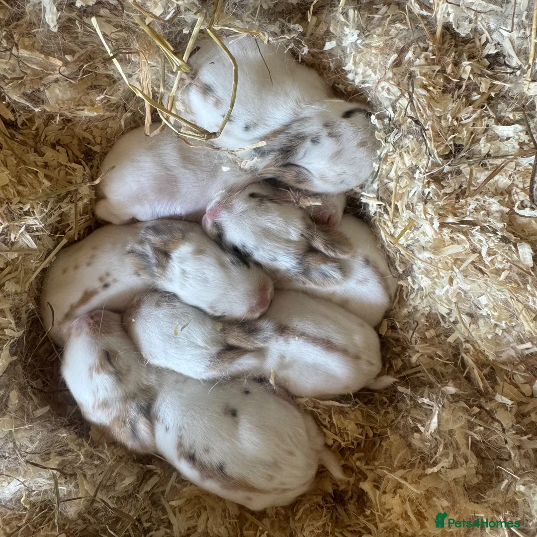 Mixed Breed rabbits for sale: Two babies ready to leave now (8 weeks old) - Advert 9