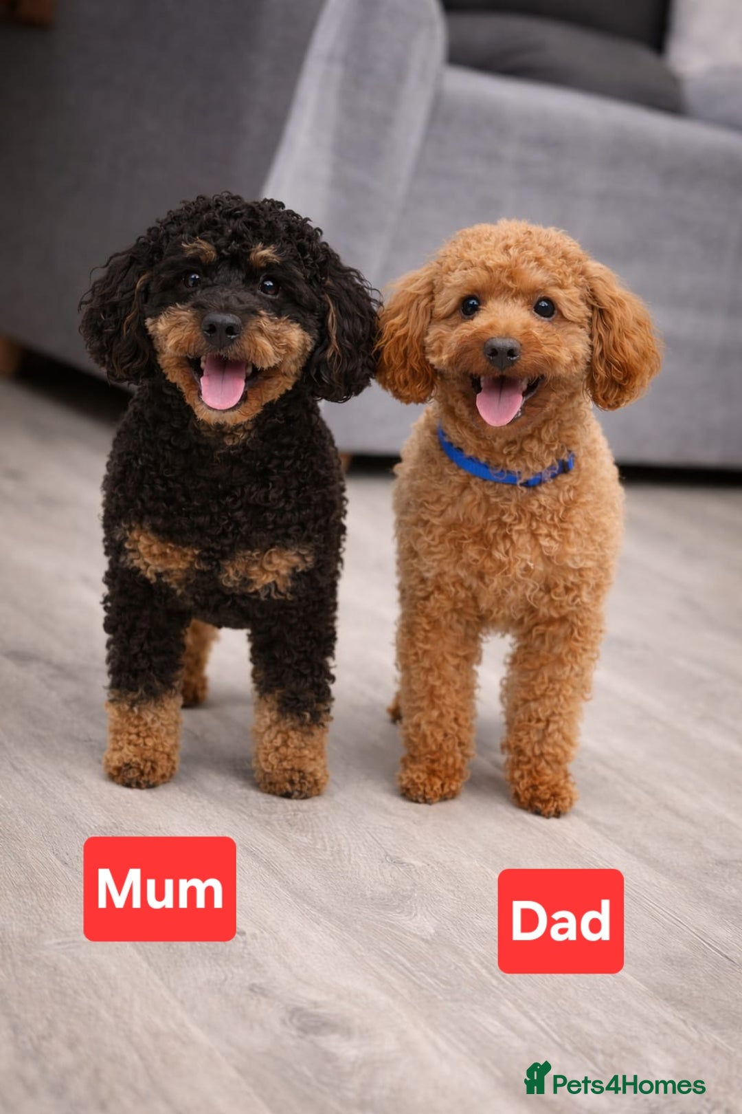 Cockapoo dogs for sale: Cockapoo Boys - Advert 1