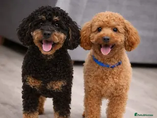 Cockapoo dogs Cockapoo Boys - Advert 1