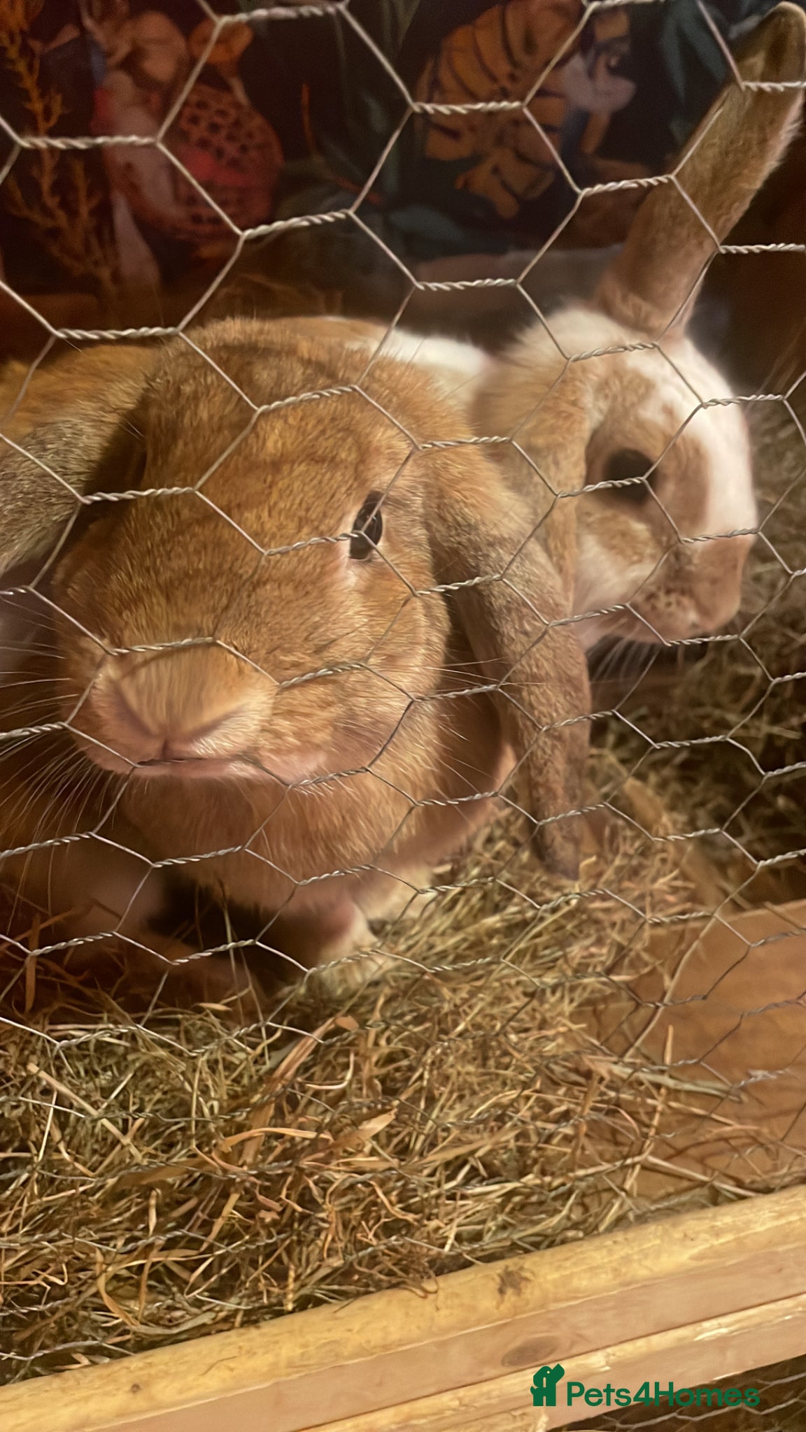 English Lop rabbits Lop rabbits  - Advert 5
