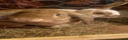 English Lop rabbits for sale: FREE TO GOOD HOME Lop rabbits  - Advert 1