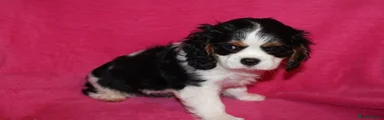 Cavalier King Charles Spaniel 5
