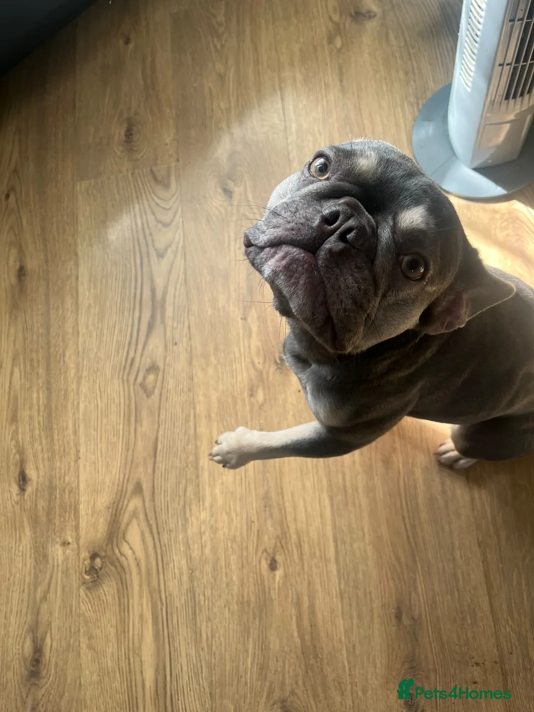 French Bulldog dogs for sale: Blue bitch  in Birmingham - Advert 2