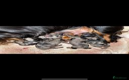 Miniature Dachshund dogs for stud: PROVEN-KC STUD minature smooth haired dachshund in Catterick Garrison - Image 18