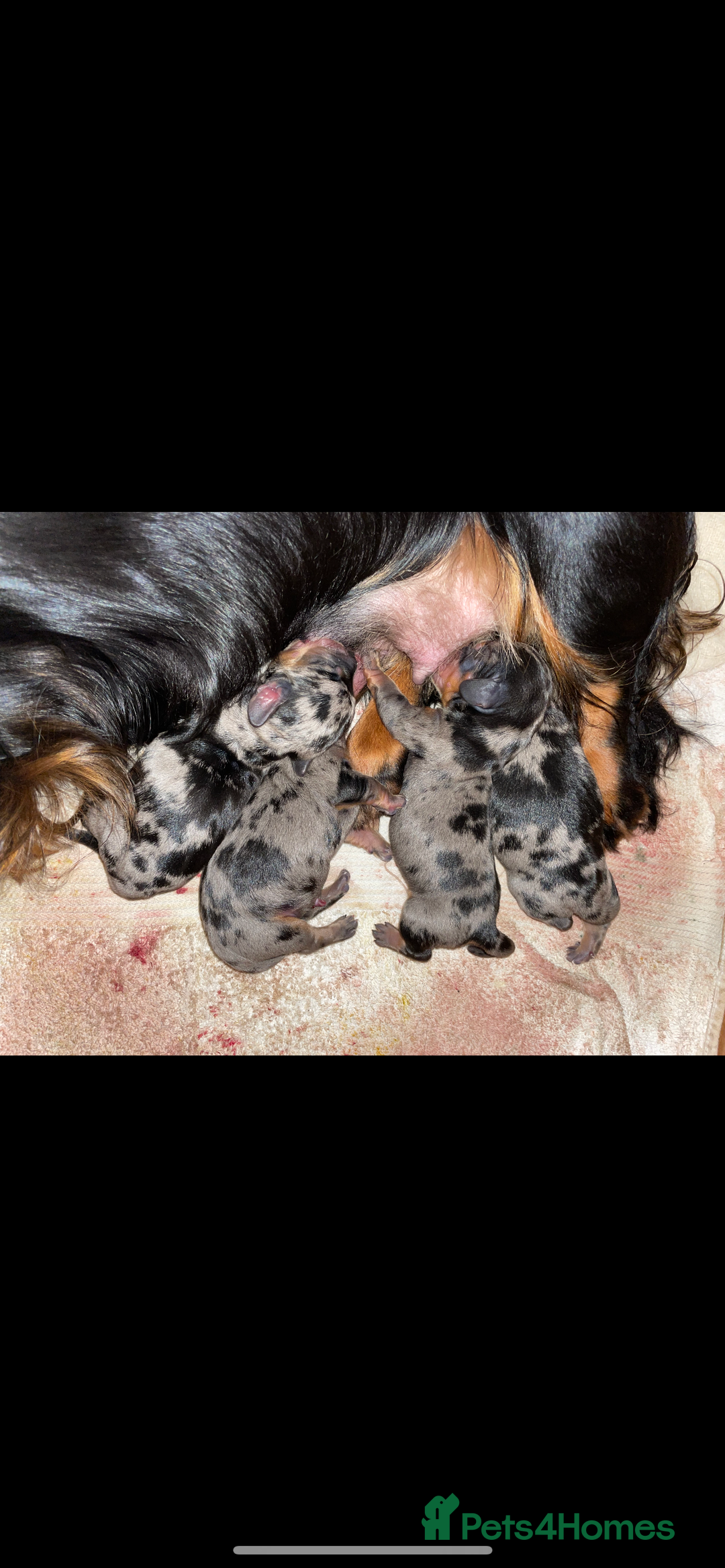 Miniature Dachshund dogs for stud: PROVEN-KC STUD minature smooth haired dachshund in Catterick Garrison - Image 18