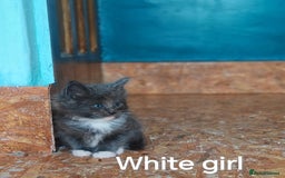 Ragcoon cats for sale: Amazing ragcoon kittens looking for lovely home  - Image 13