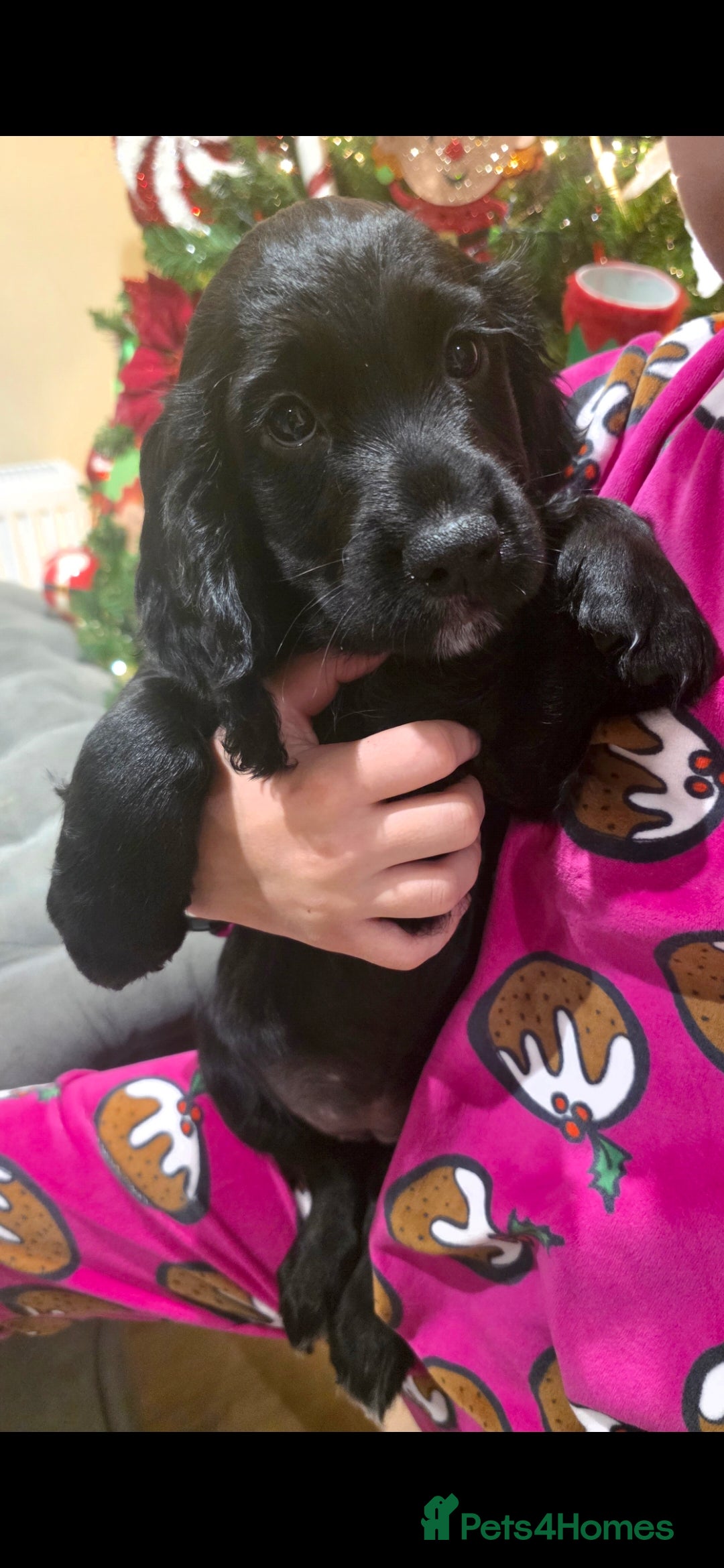 Cocker Spaniel dogs Working Cocker Spaniel Puppies - Advert 9