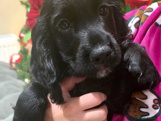 Cocker Spaniel dogs Working Cocker Spaniel Puppies - Advert 13