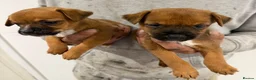 Mixed Breed dogs for sale: Border terrier x jack russel  - Advert 22