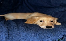Golden Retriever dogs for sale: Golden retriever puppies🥰 - Image 9